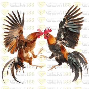 Sabung Ayam Gem188